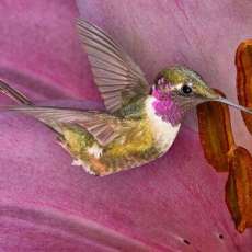 Magenta-Throated Woodstar 04236