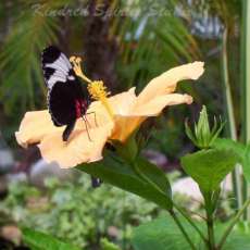 Sapho Longwing butterfly