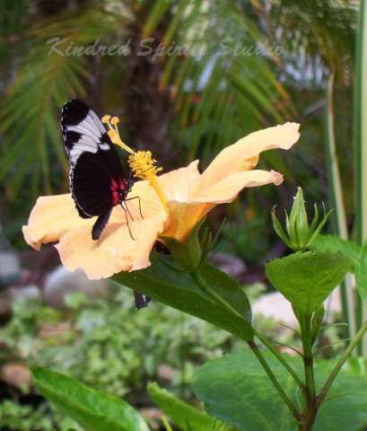 Sapho Longwing butterfly