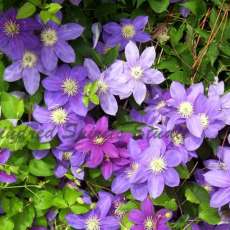 Clematis in full bloom