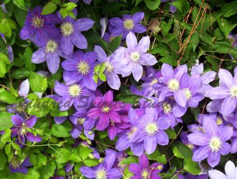 Clematis in full bloom