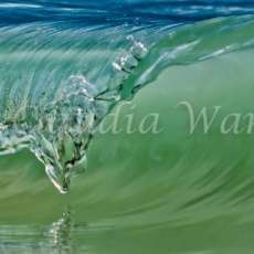 Narcissistic Serpent