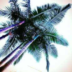 Palm to Palm, Angel City