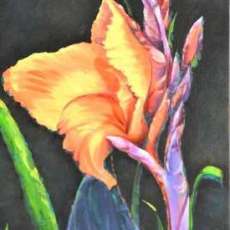 Orange Iris