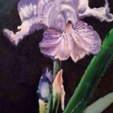 Purple Iris