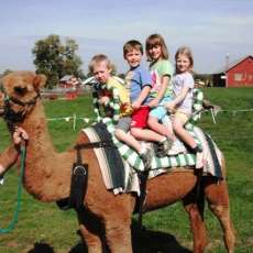Camel Ride