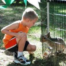 baby patagonian cavy