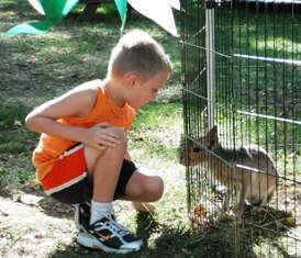 baby patagonian cavy