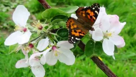 Apple Blossom Festival & Craft Fair