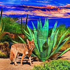Coyote posing by Century plant