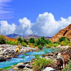Coyotes hunting Javelina_36x24