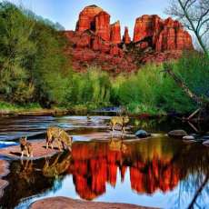 3 Coyotes_Cathedral Rock_Sedona-36x24