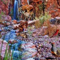Wildlife sharing Grand Canyon Waterfall-36x24