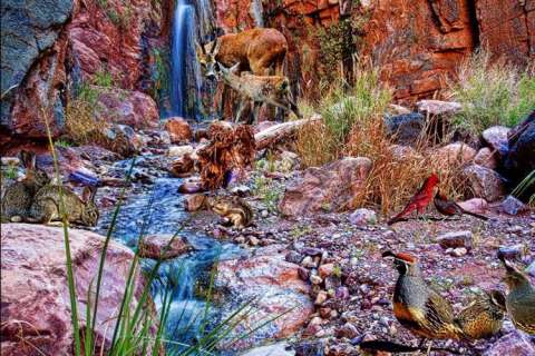Wildlife sharing Grand Canyon Waterfall-36x24
