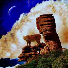 Bobcat on the Rocks-20x16