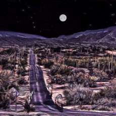 3 coyotes and starry sky-20x16