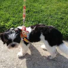 Step in harness w/ blossom flower