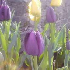 Susquehanna in Bloom