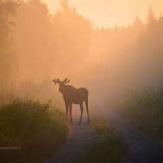 Moose in the Mist