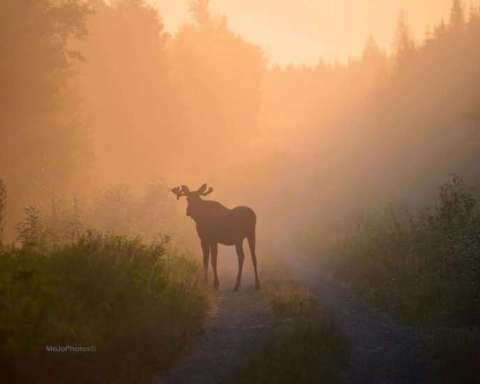 Moose in the Mist