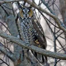 Long Ear Owl