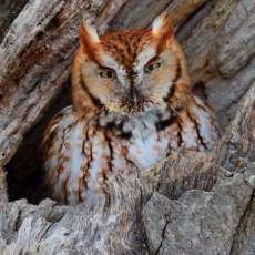 Red Screech Owl