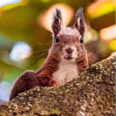 City of Carmel-By-The-Sea