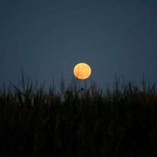 Cornfield Moon