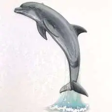 Dolphin