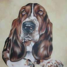 Basset Hound