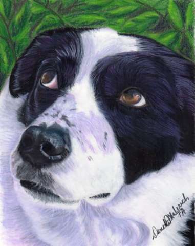 Border Collie