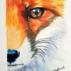 Eye of the Fox