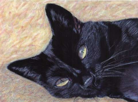 Black Cat