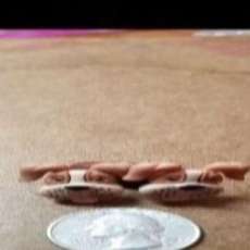 Tan Hound Stud Earrings