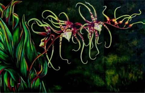 Dancing Brassia Orchids