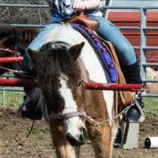 There Is a Lot of Fun to Be Had at Chasing Dreams Ranch