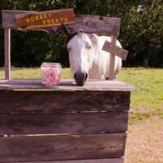 Whats' a Party Without Horse Treats For Our Favorite Horses!