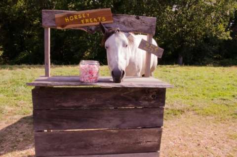 Whats' a Party Without Horse Treats For Our Favorite Horses!