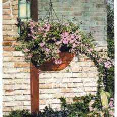 Hanging Basket