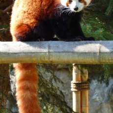 Red Panda Photo
