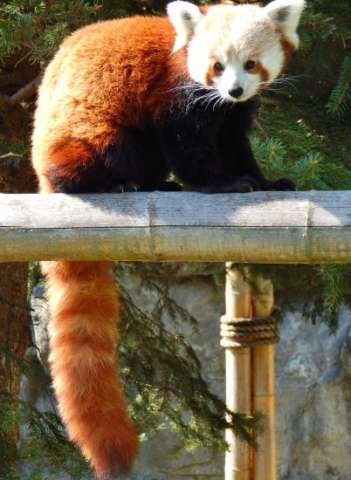 Red Panda Photo