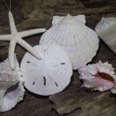 Glittered Seashells