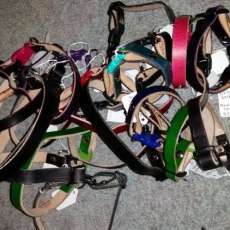 Animal Collars