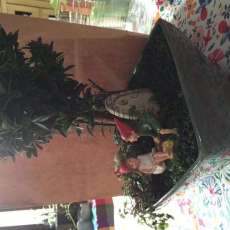 Little Kids Basil Tree