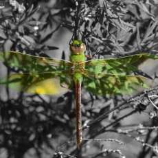 Juvenile Green Darner