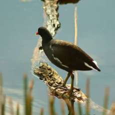 Common Moorhen