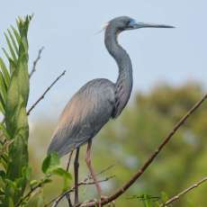 Tricolor Heron