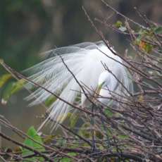 White Heron