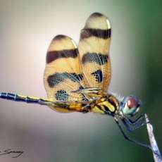 Banded Pennant
