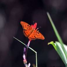 Gulf Fritilary